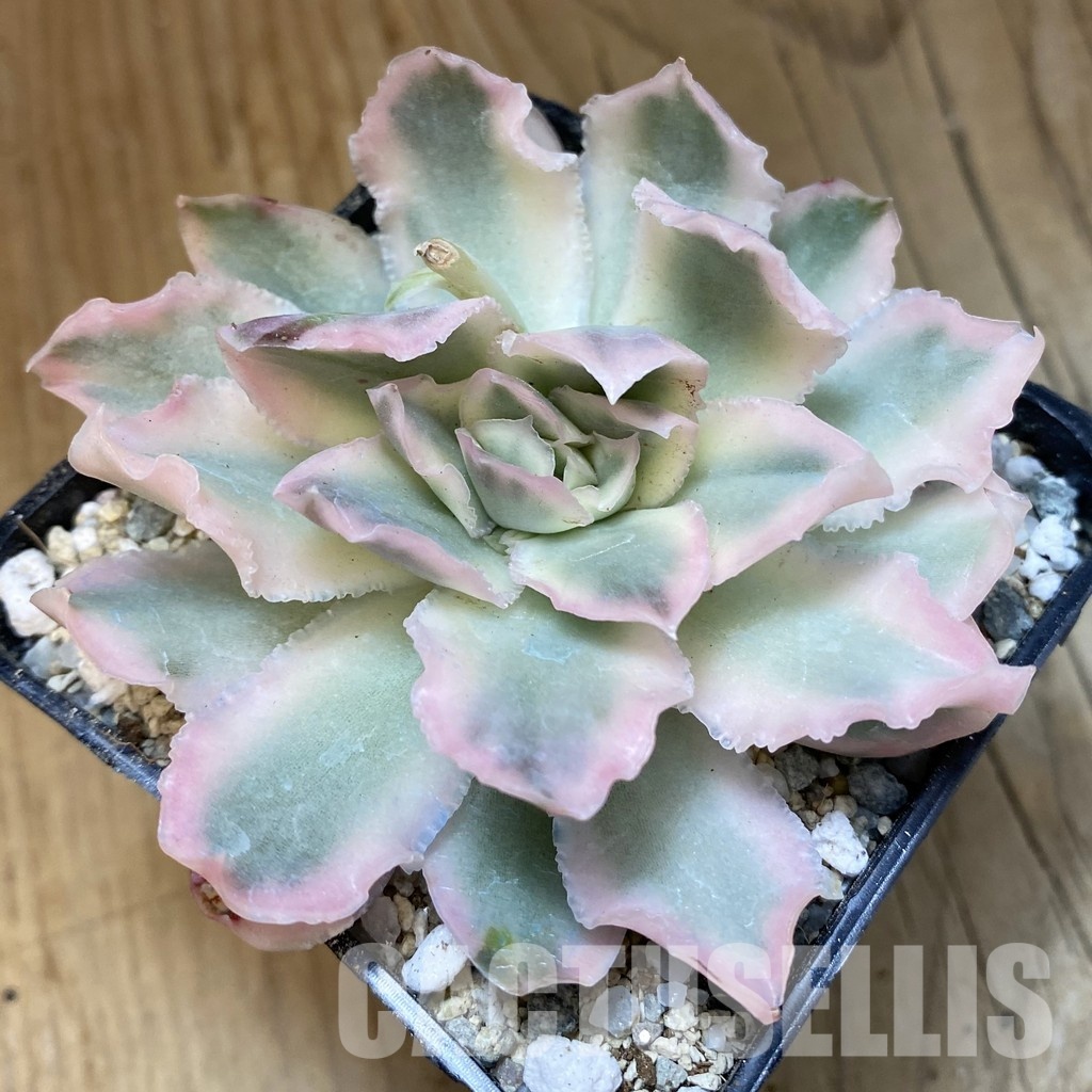 SH33027 Echeveria 'Purple Butterfly' f. variegata - Image 3