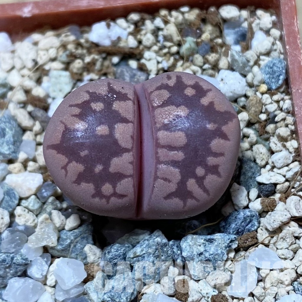 SH32968 Lithops otzeniana 'Cesky Granat'