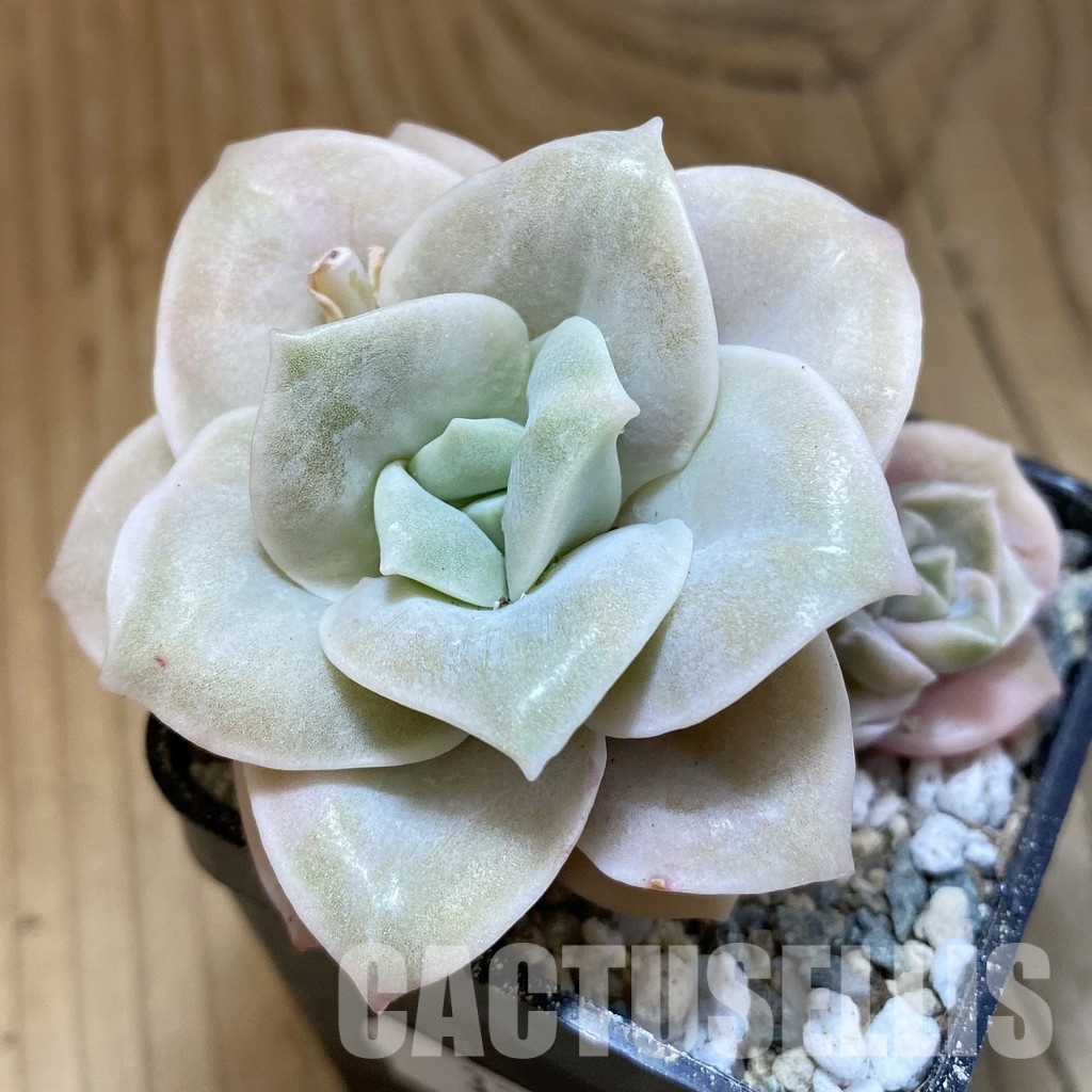 SH33037 Echeveria 'Lovely Rose' white color f. variegata - Image 2