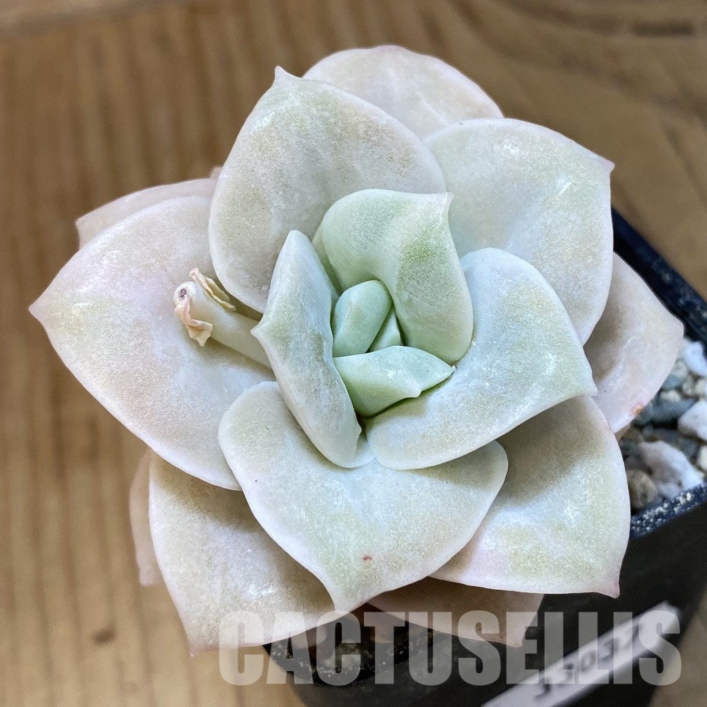 SH33037 Echeveria 'Lovely Rose' white color f. variegata