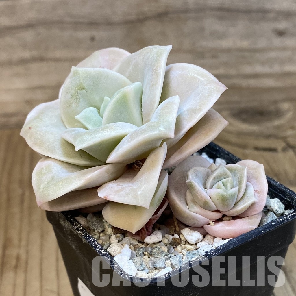SH33037 Echeveria 'Lovely Rose' white color f. variegata - Image 3