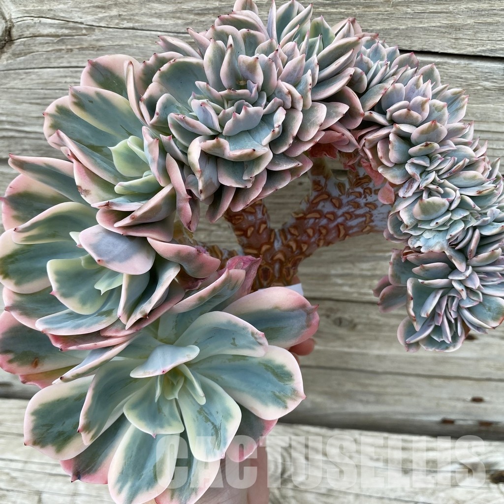 SH33040 Echeveria imbricata f. cristata variegata