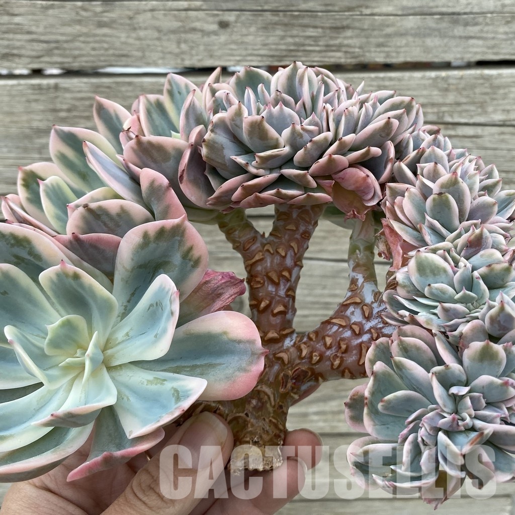 SH33040 Echeveria imbricata f. cristata variegata - Image 2
