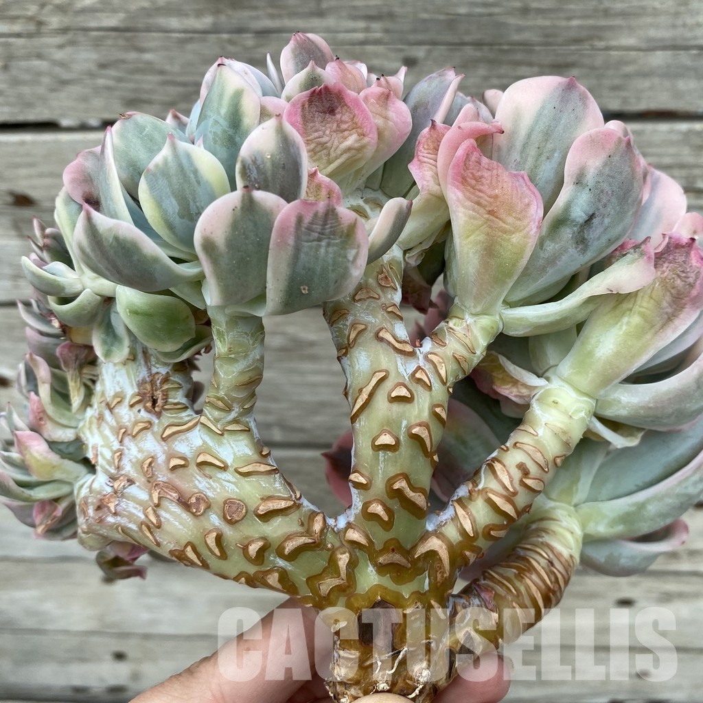 SH33040 Echeveria imbricata f. cristata variegata - Image 3