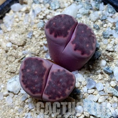 SH32979 Lithops salicola ‘Sato’s Violet’ hybrid