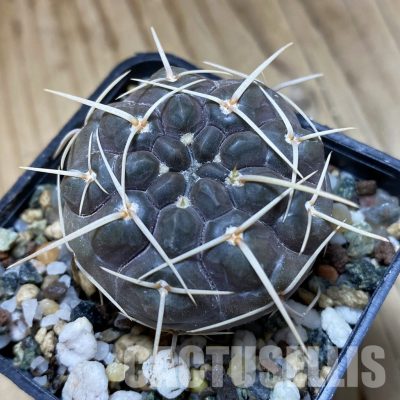 SH32982 Gymnocalycium borthii