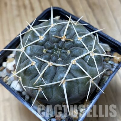 SH32983 Gymnocalycium borthii