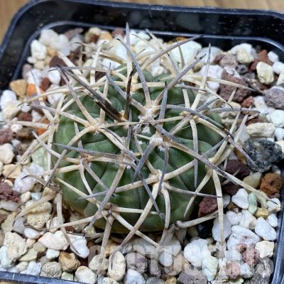 SH32984 Gymnocalycium spegazzinii