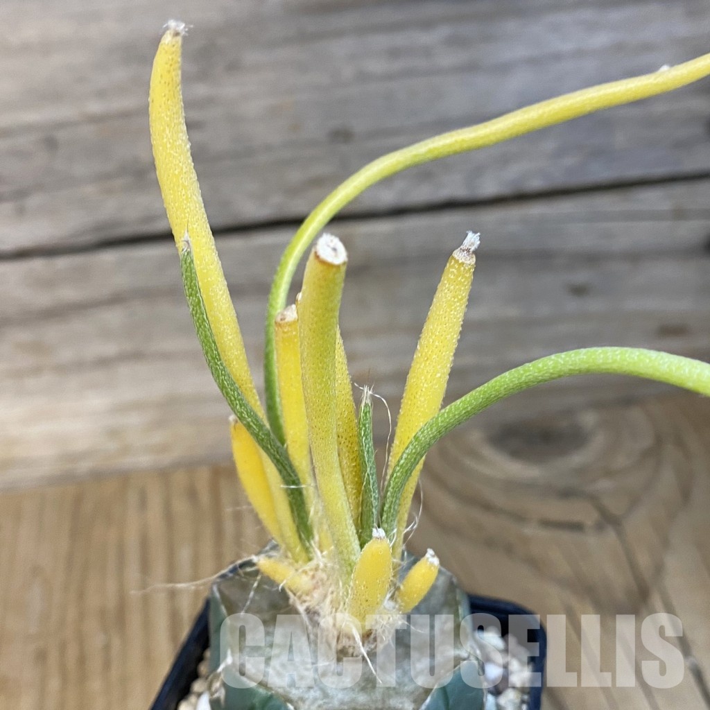 SH32987 Astrophytum caput-medusae f. variegata, grafted