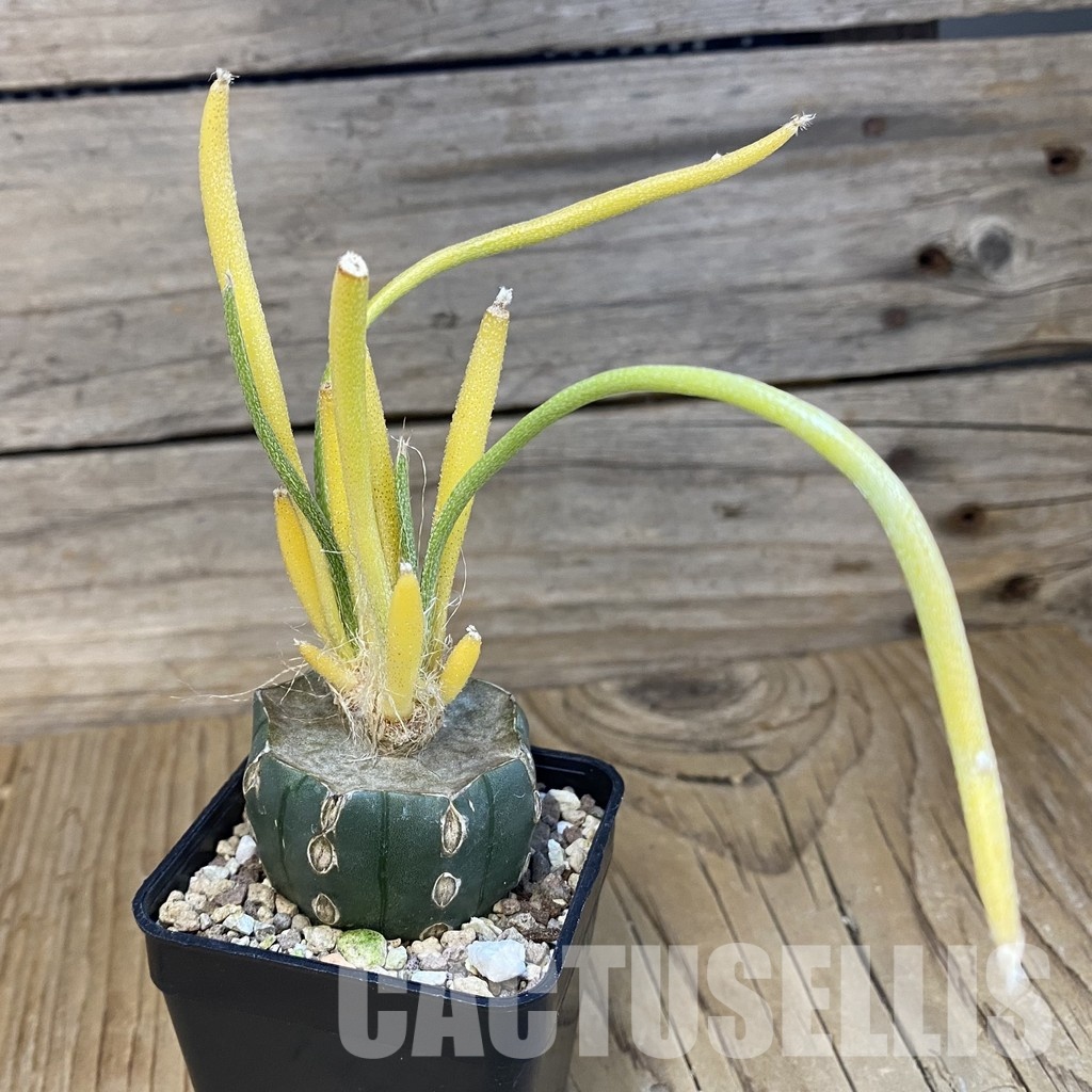 SH32987 Astrophytum caput-medusae f. variegata, grafted - Image 2
