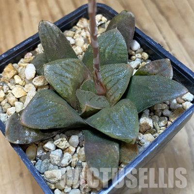 SH32991 Haworthia retusa 'Ruby Star' hybrid