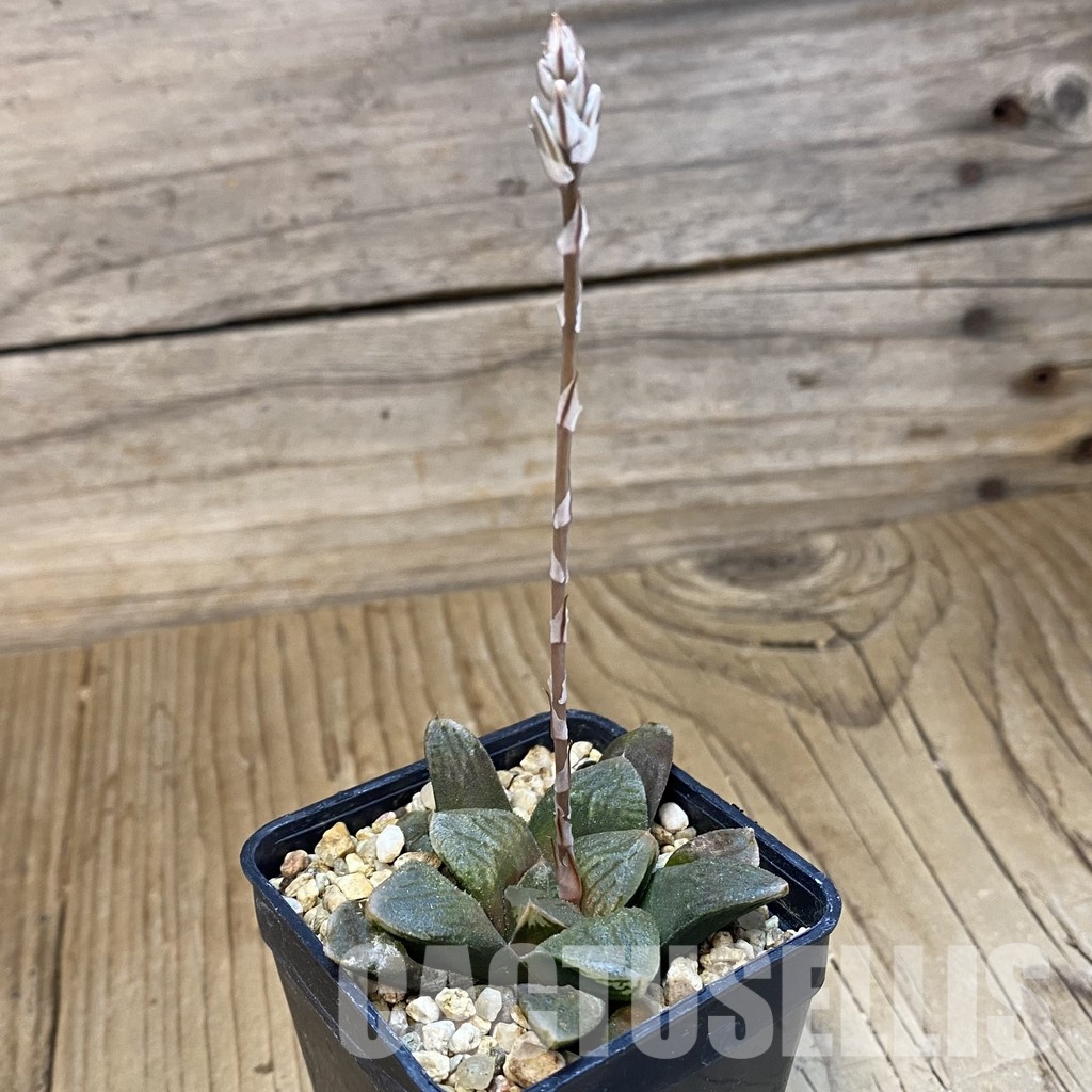 SH32991 Haworthia retusa 'Ruby Star' hybrid - Image 2