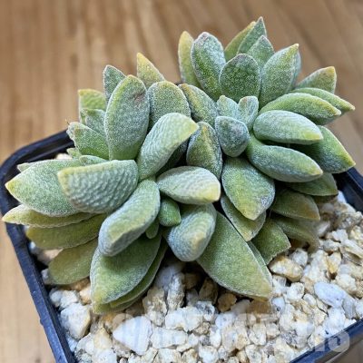SH32993 Crassula ausensis x tecta hybrid