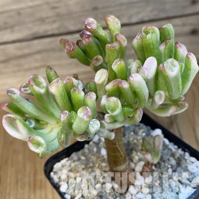 SH32996 Crassula ovata ‘Gollum’ f. variegata