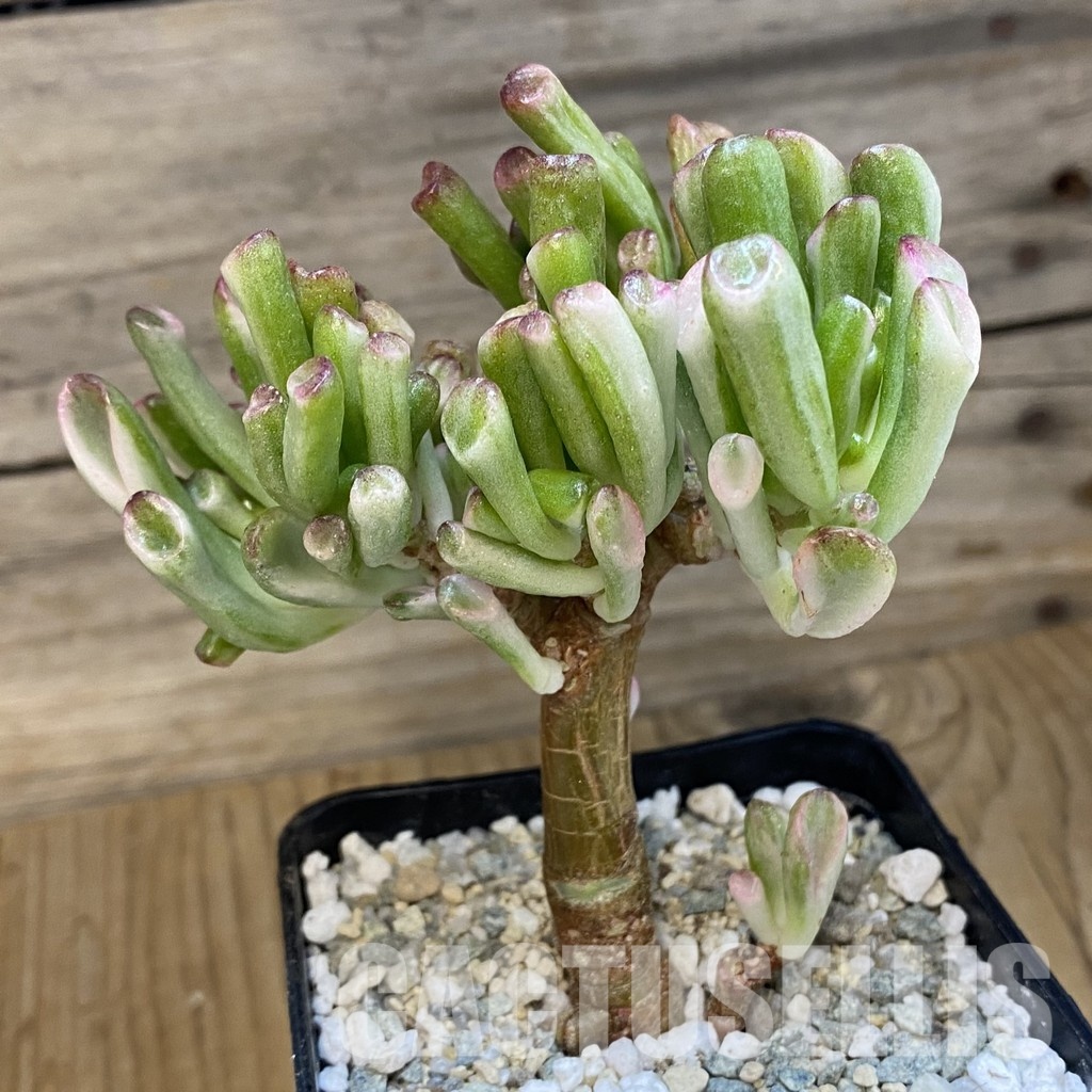 SH32996 Crassula ovata ‘Gollum’ f. variegata - Image 2