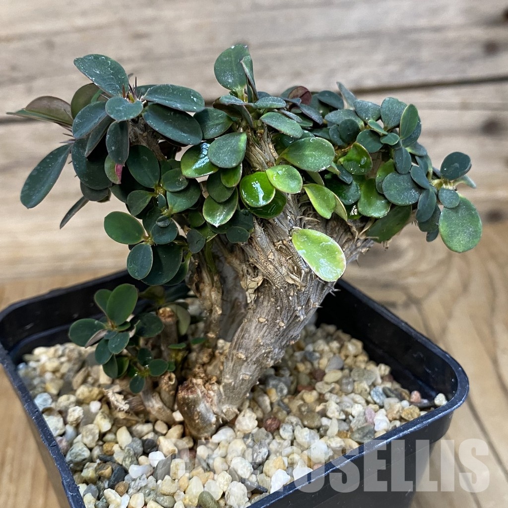 SH32997 Euphorbia milii f. cristata - Image 2
