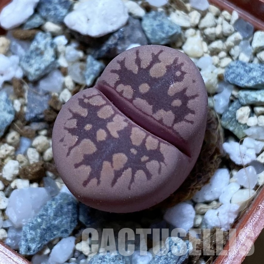 SH32971 Lithops otzeniana 'Cesky Granat'