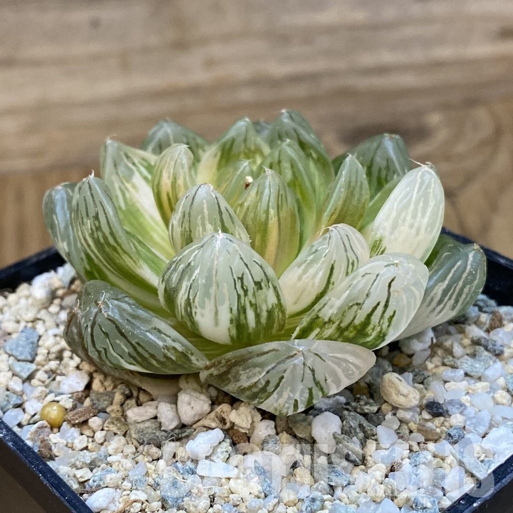 SH32998 Haworthia obtusa f. variegata - Image 2