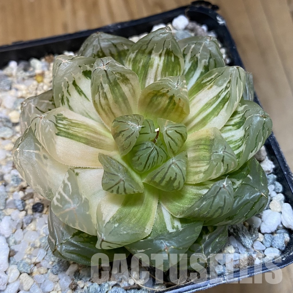 SH32998 Haworthia obtusa f. variegata - Image 3