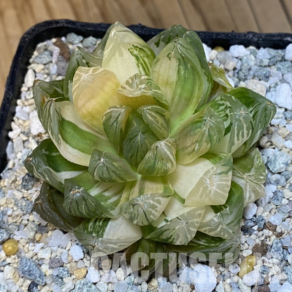 SH32999 Haworthia obtusa f. variegata - Image 2