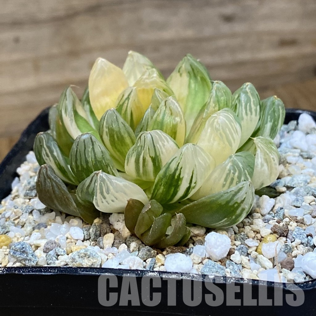 SH32999 Haworthia obtusa f. variegata - Image 3