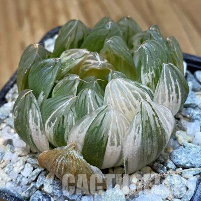 SH33000 Haworthia obtusa f. variegata