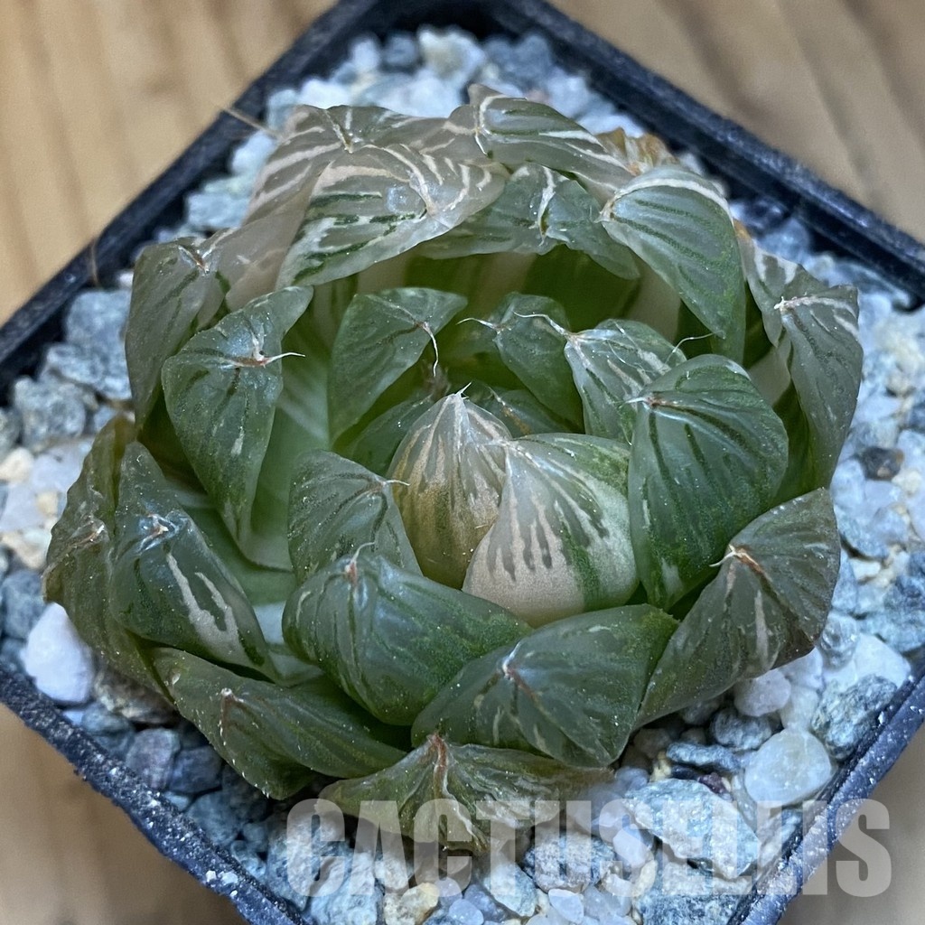 SH33000 Haworthia obtusa f. variegata - Image 2
