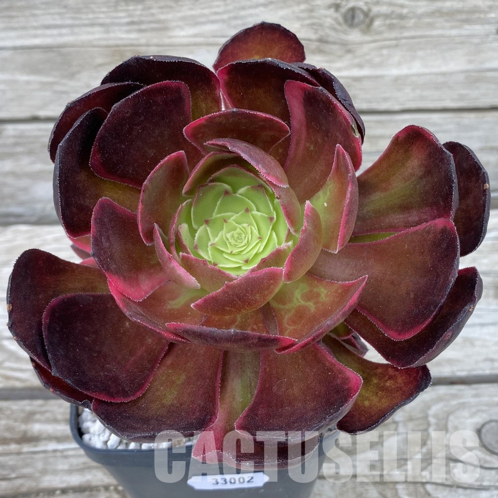 SH33002 Aeonium 'Black Poseidon'