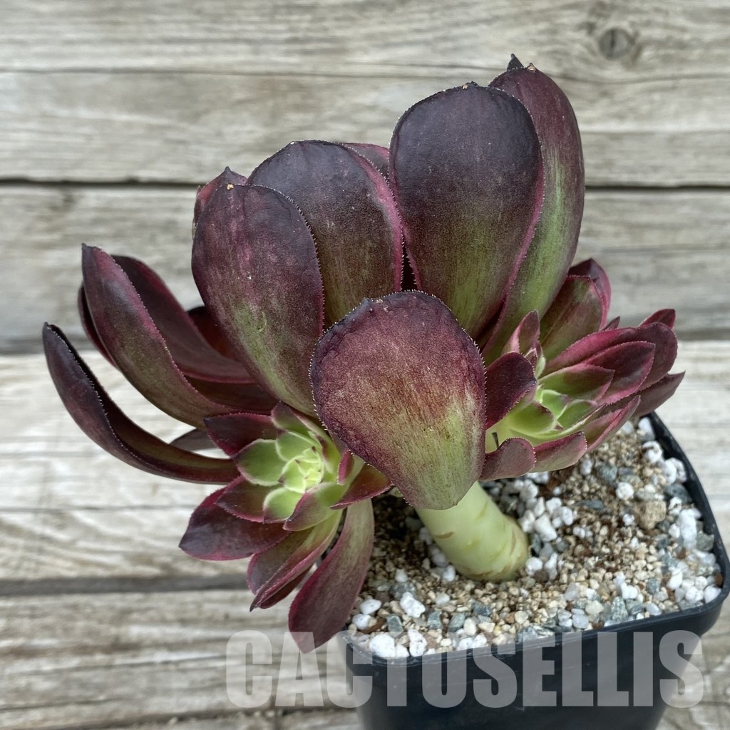 SH33002 Aeonium 'Black Poseidon' - Image 2