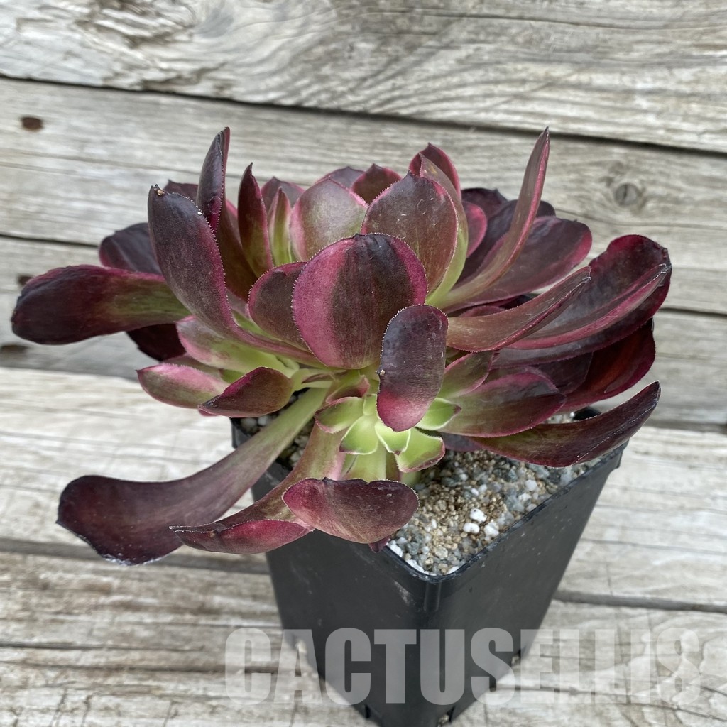 SH33003 Aeonium 'Black Poseidon' - Image 2