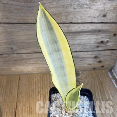 SH33099 Sansevieria 'Splash'