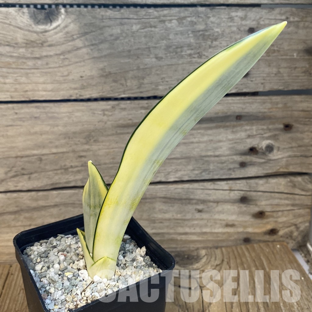 SH33099 Sansevieria 'Splash' - Image 2