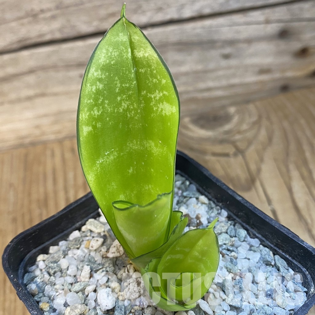 SH33100 Sansevieria 'Hahnii Philippine' gold
