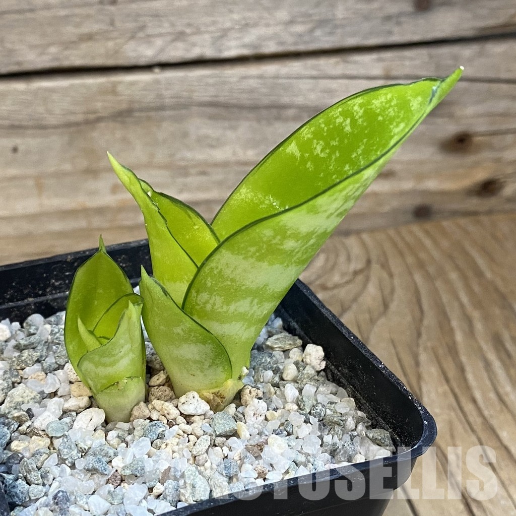 SH33100 Sansevieria 'Hahnii Philippine' gold - Image 2