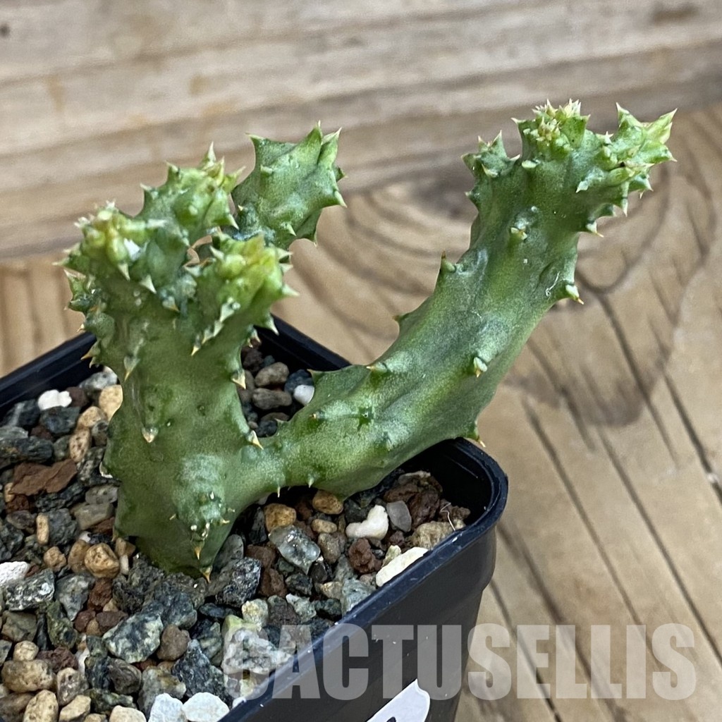 SH33069 Edithcolea grandis - Image 2