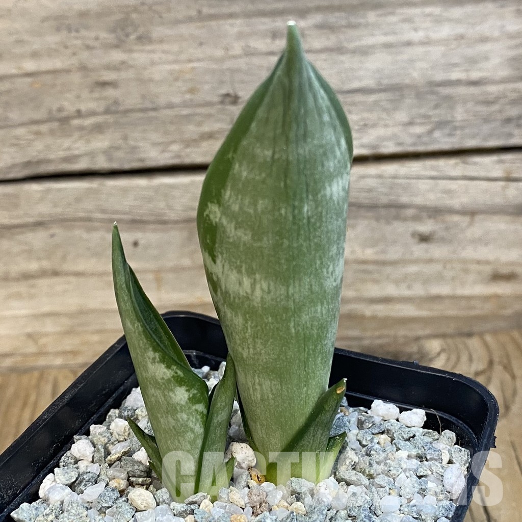 SH33102 Sansevieria hahnii ‘Zebra’ - Image 2