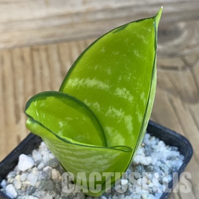 SH33103 Sansevieria ‘Hahnii Philippine’ gold