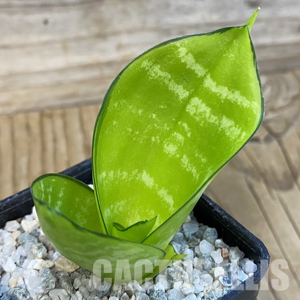 SH33104 Sansevieria ‘Hahnii Philippine’ gold