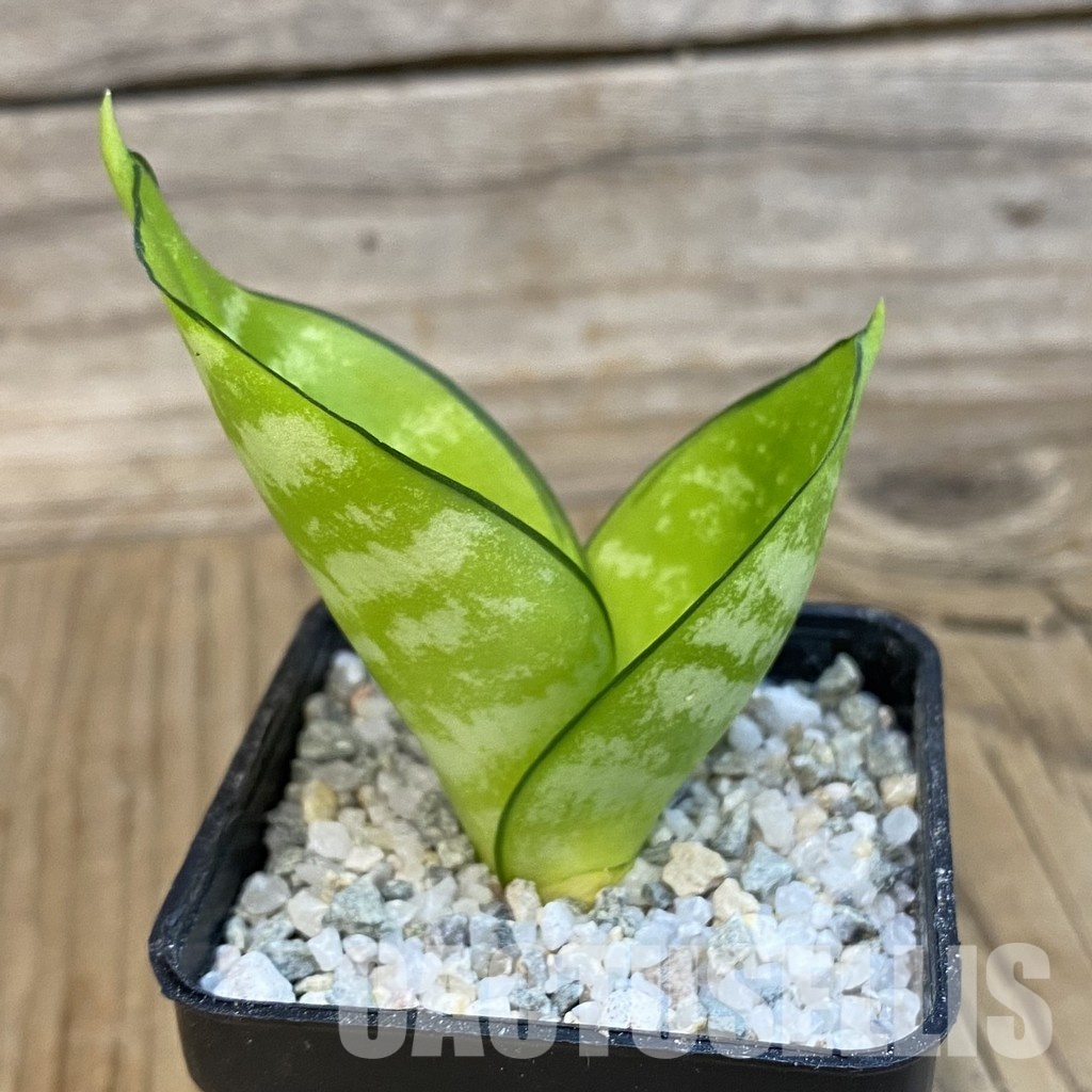SH33104 Sansevieria ‘Hahnii Philippine’ gold - Image 2