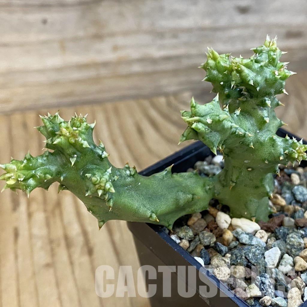 SH33069 Edithcolea grandis - Image 3