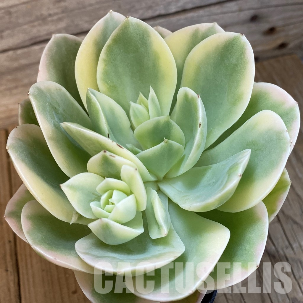 SH33107 Echeveria 'Silk' f. variegata