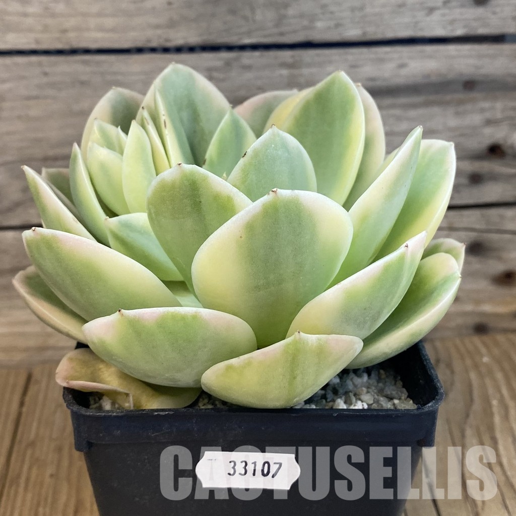 SH33107 Echeveria 'Silk' f. variegata - Image 2