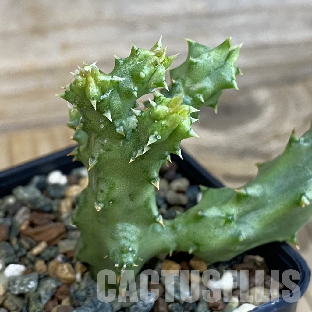 SH33069 Edithcolea grandis