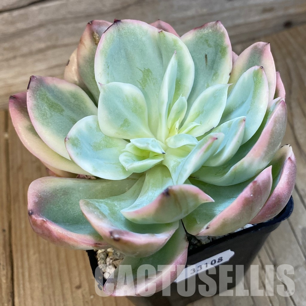 SH33108 Echeveria 'Silk' f. variegata