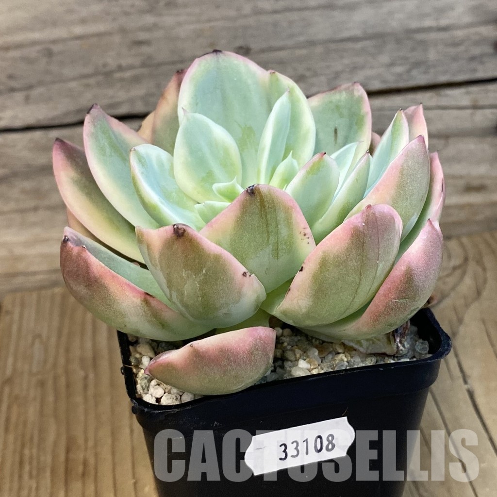 SH33108 Echeveria 'Silk' f. variegata - Image 2