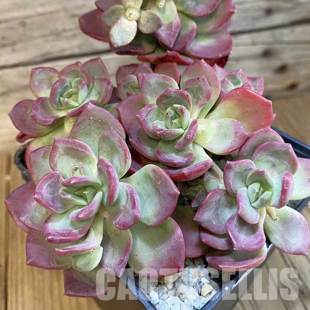 SH33109 Echeveria 'Chocolate Rolls'