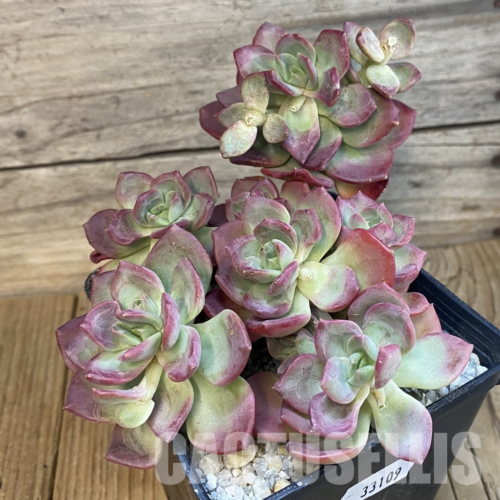 SH33109 Echeveria 'Chocolate Rolls' - Image 2