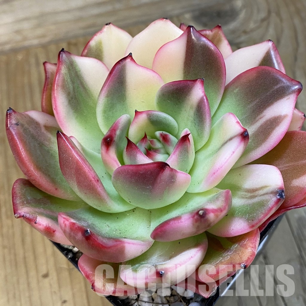 SH33112 Echeveria 'Flamenco' f. variegata