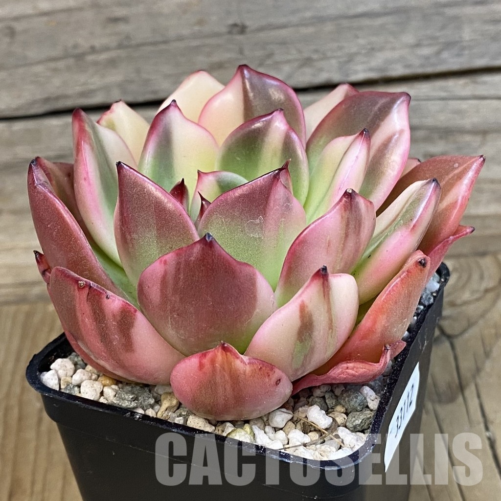SH33112 Echeveria 'Flamenco' f. variegata - Image 2