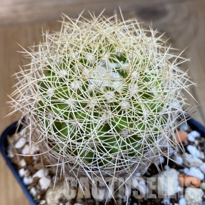 SH33070 Discocactus araneispinus MH 736